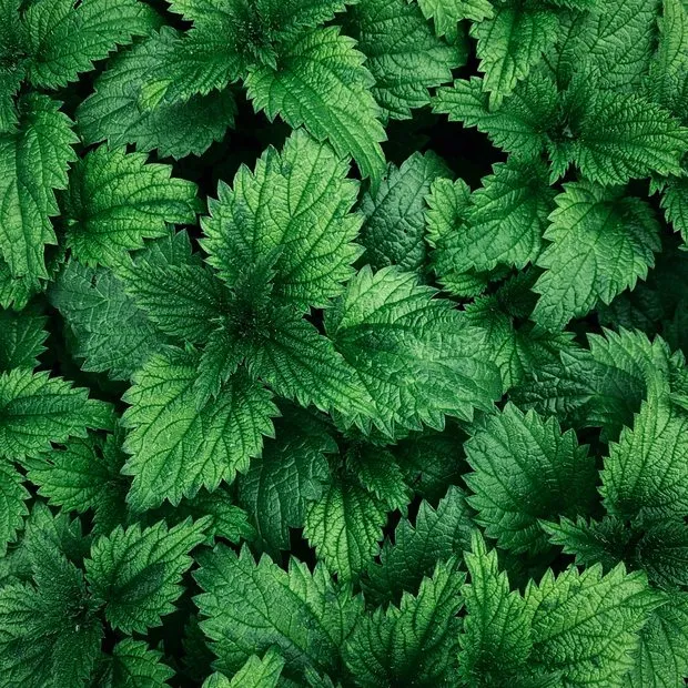 Nettle Leaf Extract