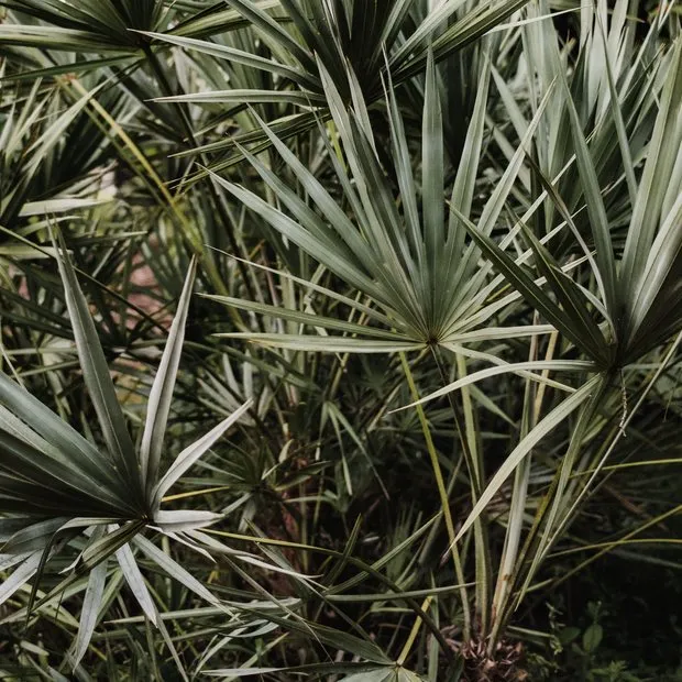 Saw Palmetto